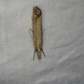 Agriphila straminella