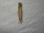 Agriphila straminella