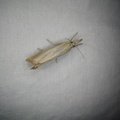 Agriphila straminella