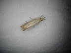 Agriphila straminella