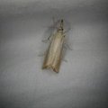 Agriphila straminella