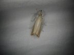 Agriphila straminella