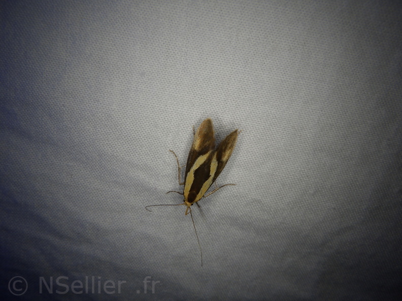 Chasse Aux Papillons - Placé - 10-08-2020 - Harpella forficella (164).JPG