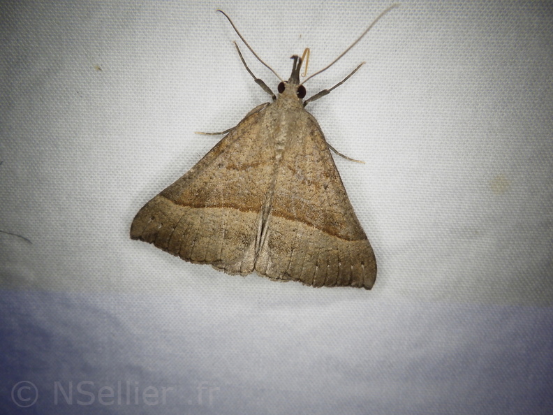 Chasse Aux Papillons - Placé - 10-08-2020 - Hypena proboscidalis (127).JPG