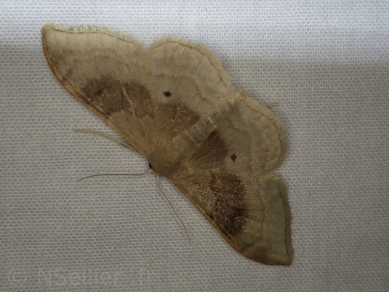 Chasse Aux Papillons - Placé - 10-08-2020 - Idaea degeneraria  (32).JPG