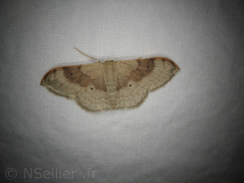 Chasse Aux Papillons - Placé - 10-08-2020 - Idaea degeneraria (15).JPG