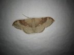 Idaea degeneraria