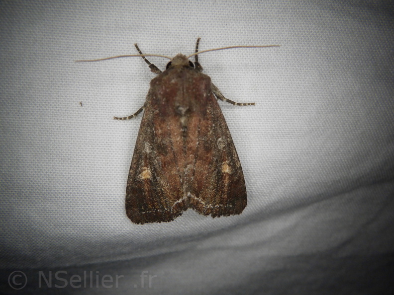 Chasse Aux Papillons - Placé - 10-08-2020 - Lacanobia oleracea (25).JPG