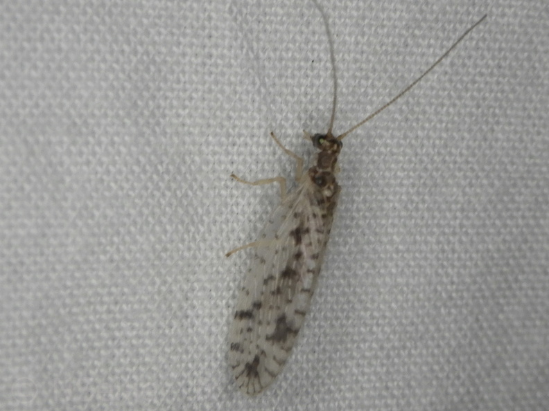 Chasse Aux Papillons - Placé - 10-08-2020 - Micromus variegatus (47).JPG