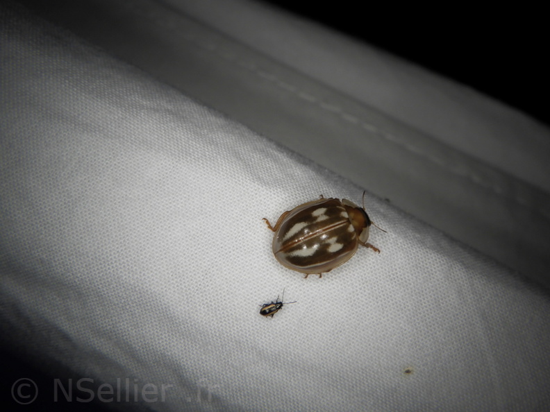 Chasse Aux Papillons - Placé - 10-08-2020 - Myzia oblongoguttata  (83).JPG