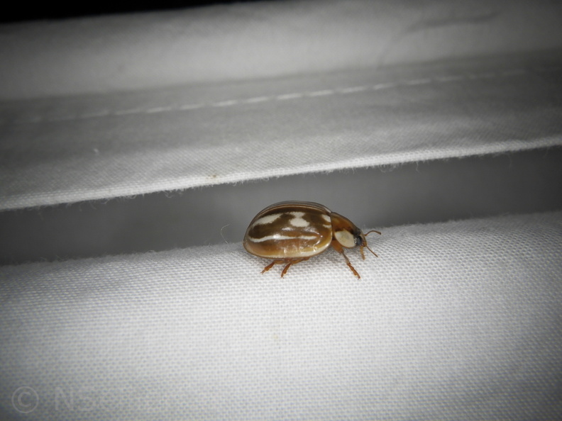 Myzia oblongoguttata