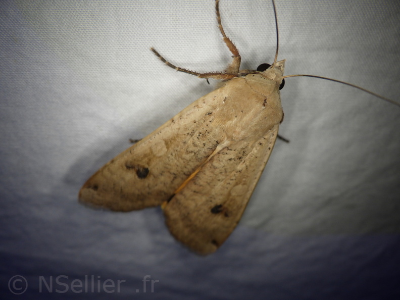 Chasse Aux Papillons - Placé - 10-08-2020 - Noctua pronuba (122).JPG