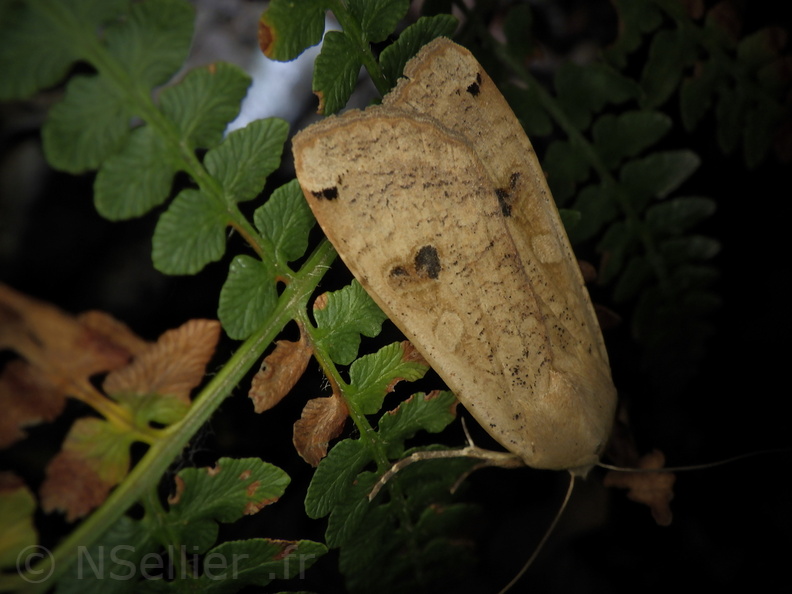 Chasse Aux Papillons - Placé - 10-08-2020 - Noctua pronuba (128).JPG