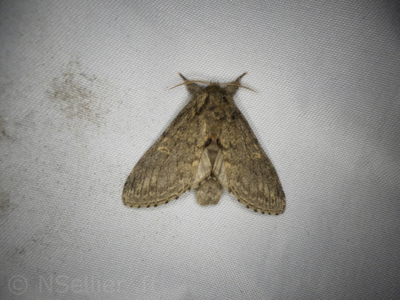 Chasse Aux Papillons - Placé - 10-08-2020 - Notodonta torva (4).JPG