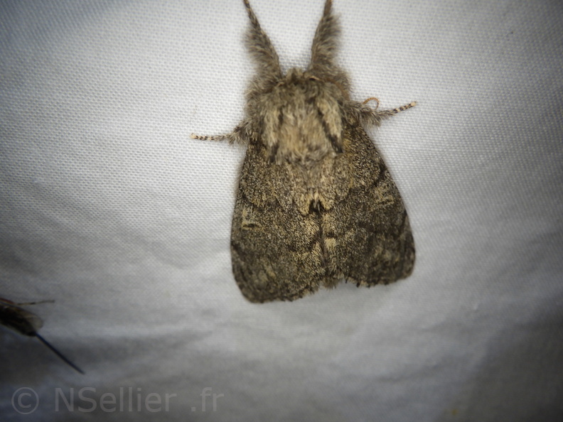 Chasse Aux Papillons - Placé - 10-08-2020 - Notodonta torva (74).JPG