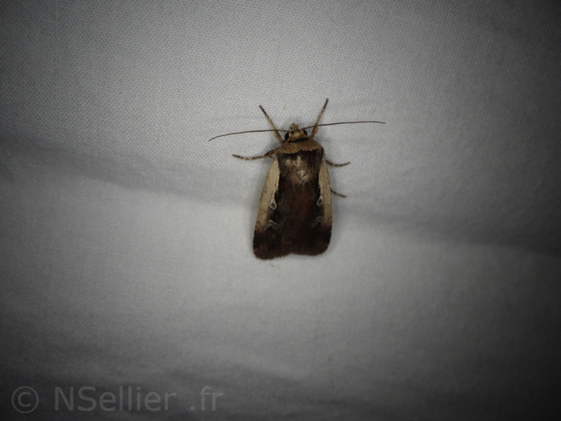 Chasse Aux Papillons - Placé - 10-08-2020 - Ochropleura plecta (66).JPG