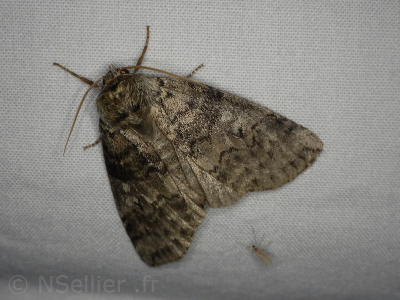 Chasse Aux Papillons - Placé - 10-08-2020 - Tethea or  (27).JPG