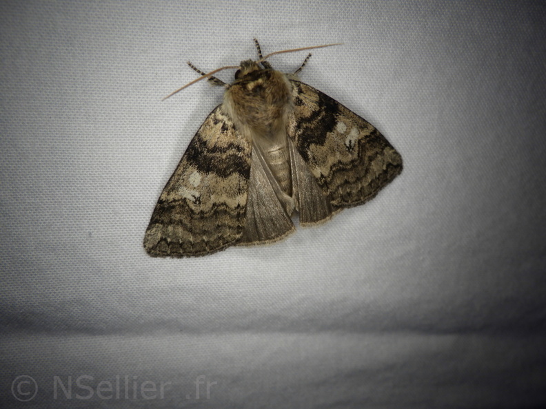 Chasse Aux Papillons - Placé - 10-08-2020 - Tethea or (9).JPG