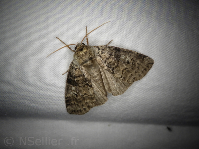 Chasse Aux Papillons - Placé - 10-08-2020 - Tethea or (13).JPG