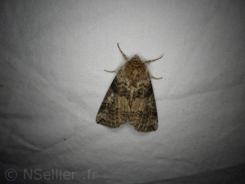 Chasse Aux Papillons - Placé - 10-08-2020 - Tethea or (59).JPG