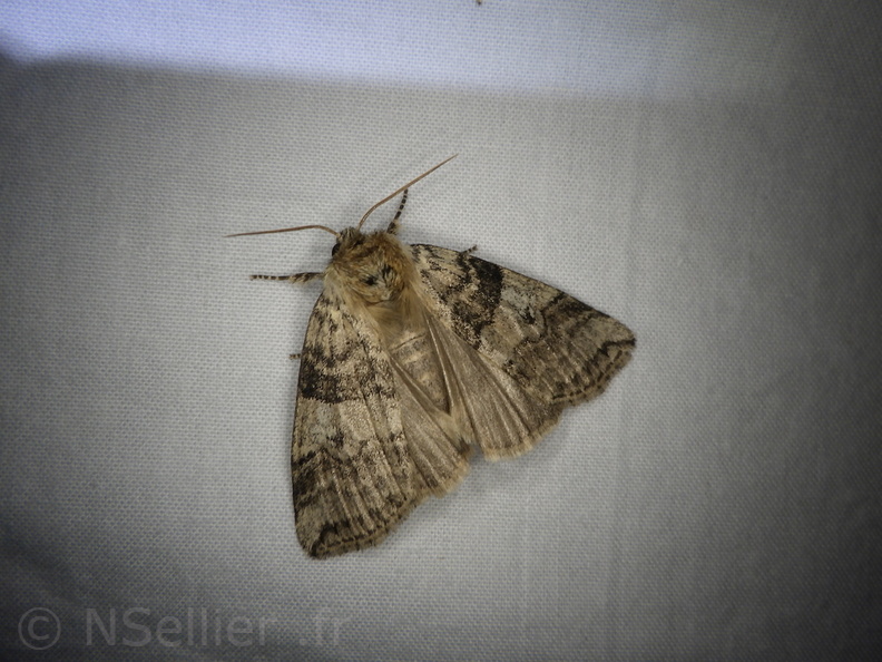 Chasse Aux Papillons - Placé - 10-08-2020 - Tethea or (113).JPG