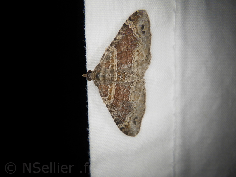 Chasse Aux Papillons - Placé - 10-08-2020 - Xanthorhoe ferrugata (157).JPG