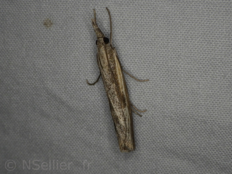 Chasse Aux Papillons - Belleme - 14-08-2020 - Agriphila geniculea (96).JPG