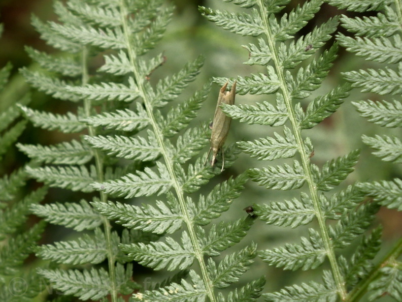 Chasse Aux Papillons - Belleme - 14-08-2020 - Agriphila straminella (2).JPG
