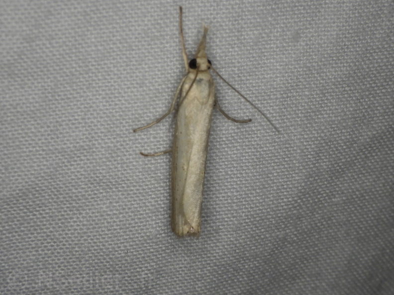 Chasse Aux Papillons - Belleme - 14-08-2020 - Agriphila straminella (86).JPG
