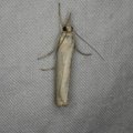 Agriphila straminella