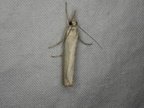Agriphila straminella