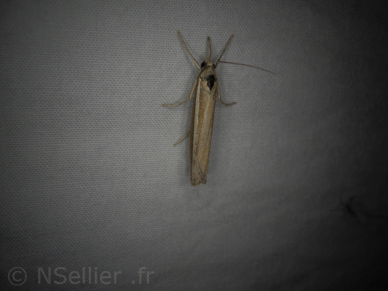 Chasse Aux Papillons - Belleme - 14-08-2020 - Agriphila tristella (25).JPG