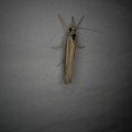 Agriphila tristella