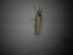 Agriphila tristella