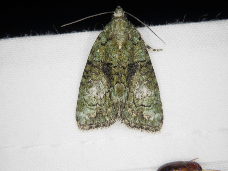 Chasse Aux Papillons - Belleme - 14-08-2020 - Cryphia algae (63).JPG