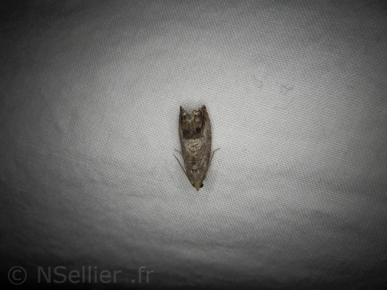 Chasse Aux Papillons - Belleme - 14-08-2020 - Cydia splendana (13).JPG