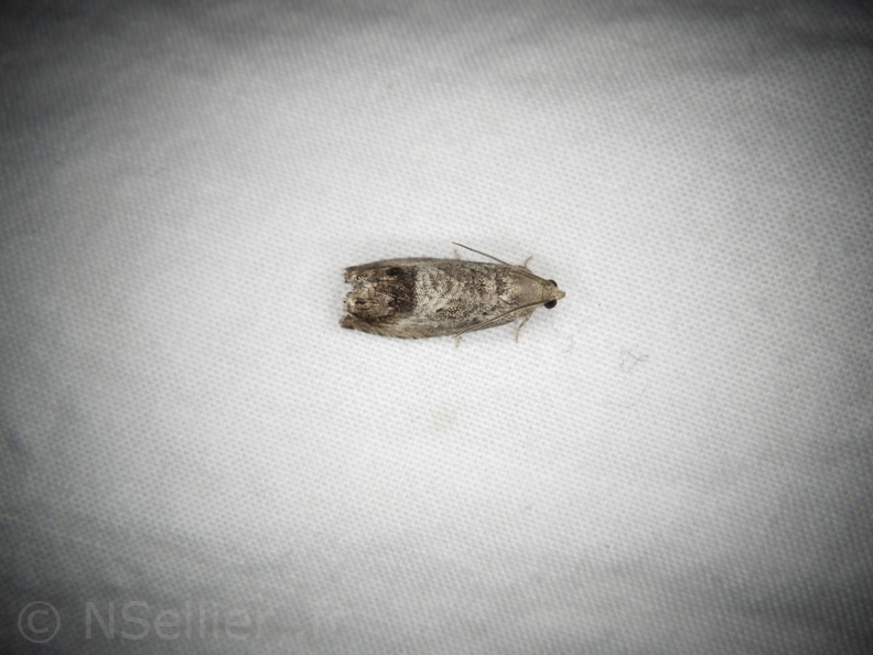 Chasse Aux Papillons - Belleme - 14-08-2020 - Cydia splendana (33).JPG