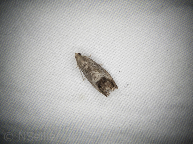 Chasse Aux Papillons - Belleme - 14-08-2020 - Cydia splendana (37).JPG