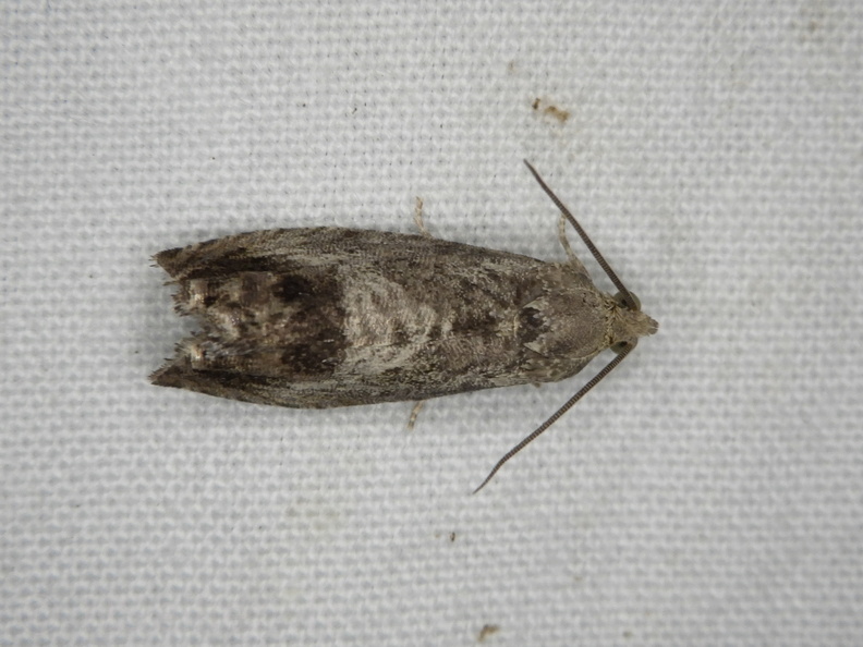 Chasse Aux Papillons - Belleme - 14-08-2020 - Cydia splendana (81).JPG