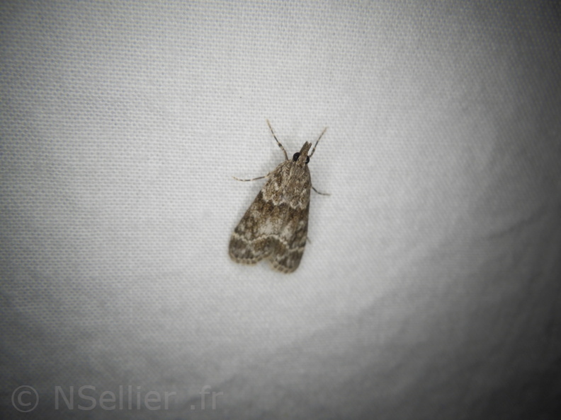 Chasse Aux Papillons - Belleme - 14-08-2020 - Eudonia mercurella (18).JPG