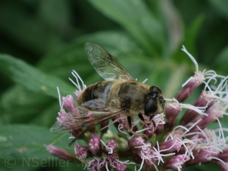 Chasse Aux Papillons - Putanges-le-Lac - 15-08-2020 - Eristalis tenax (15).JPG