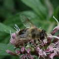 Eristalis tenax
