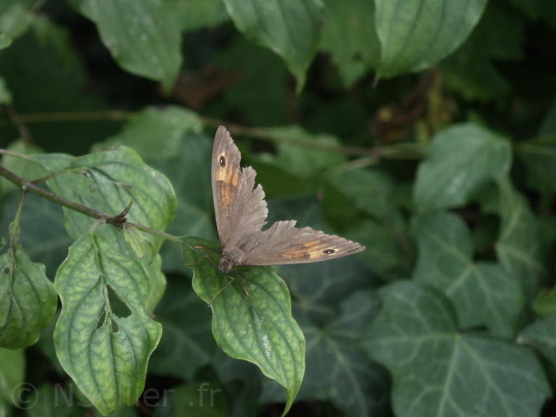 Chasse Aux Papillons - Putanges-le-Lac - 15-08-2020 - Maniola jurtina (1).JPG