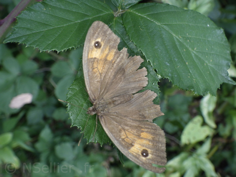 Chasse Aux Papillons - Putanges-le-Lac - 15-08-2020 - Maniola jurtina (39).JPG