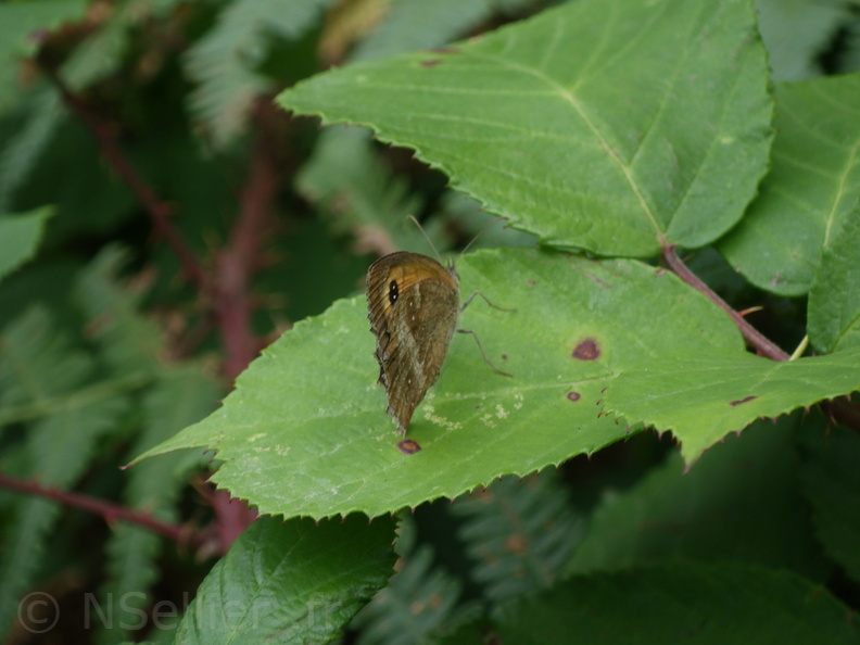 Chasse Aux Papillons - Putanges-le-Lac - 15-08-2020 - Pyronia tithonus (7).JPG