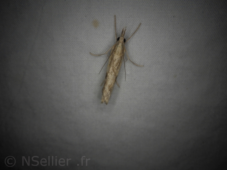 Chasse Aux Papillons - Neauphe-sous-Essai - 15-08-2020 - Agriphila inquinatella (149).JPG