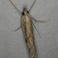Agriphila inquinatella