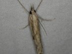 Agriphila inquinatella