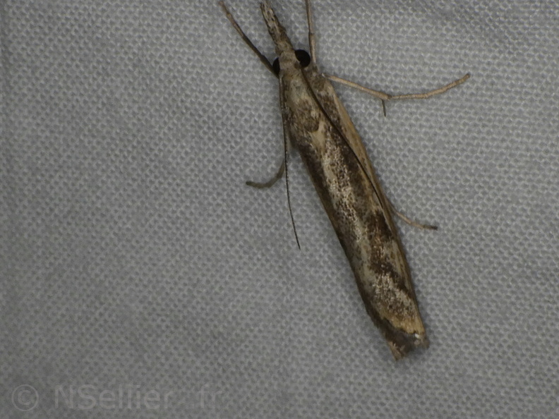 Chasse Aux Papillons - Neauphe-sous-Essai - 15-08-2020 - Agriphila inquinatella (170).JPG