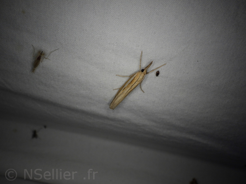 Chasse Aux Papillons - Neauphe-sous-Essai - 15-08-2020 - Agriphila tristella (76).JPG